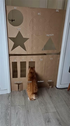 Cat Beat Impossible Box Challenge 😂🐱📦