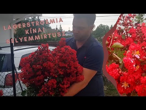 2 éves kínai selyemmirtusz a KERTÉSZETEMBŐL | Lagerstroemia - Kínai selyemmirtusz