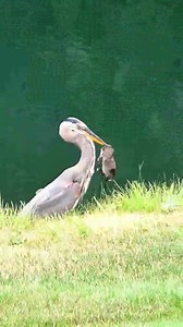 . . #amazinganimals #nature #frogfish #fish #interestingvideos #longervideos #educational #documentary #wildlife #ocean #oceananimals #animals #wildanimals | The Earth