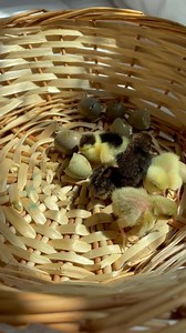 I started a series comparing baby buttons to everyday items, I may need to continue that series 😂. These chicks are SO small when they hatch out.. and even after they mature, they only weigh about an ounce or so 😅. Also, t-minus 2 days until the big button quail hatch. I’m hoping the new incubator I got is doing it’s job 😩🤞🏻 #cuteanimals #cutenessoverload #babyanimals #chicks | Fat Hen Farms