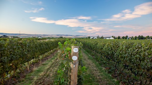 Tasting Room | Caprio Cellars | Winery & Vineyard | Walla Walla, WA