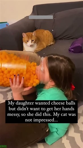 Cat Funny Videos 🐱 funny cats compilation 😸 # Part 5946