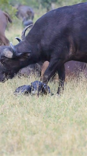 Some sightings make us incredibly grateful, like this newborn Buffalo calf🐃, it's a new life, new begining!!! Like most mammals, buffalos bear live young, which are called calves. Normally they have one calf at a time, and the female will carry the calf for a gestation period of 9 to 11 months before giving birth. What's the deadliest challenge? After giving birth, predators like hyenas, #lions, #leopards and #wilddogs are always lurking nearby, so mother buffalo are very protective and they wi