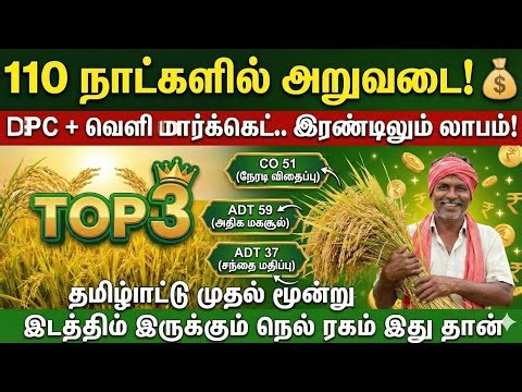 🌾 110 நாட்களில் அறுவடை! தமிழ்நாட்டின் சிறந்த 3 நெல் ரகங்கள் | Top 3 Paddy Varieties in Tamil #paddy🌱
