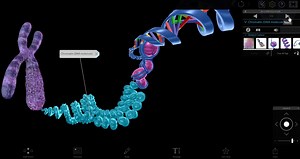 Four Ways to Teach DNA Structure with Visible Body Suite