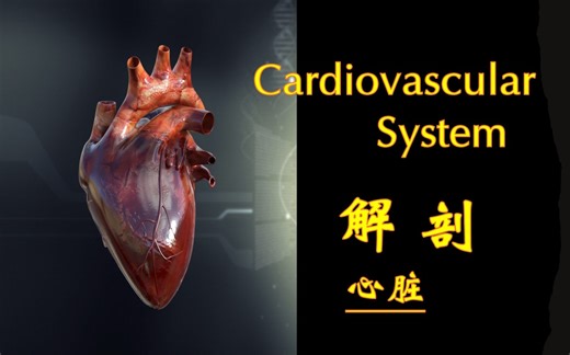 趣味心血管解剖 | Cardiovascular System