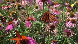 1.3K views · 175 reactions | "The environment is where we all meet."...