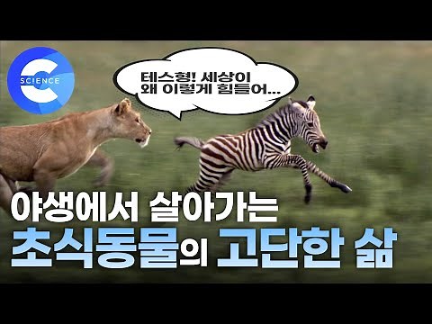 아프리카 대초원에서 살아가는 초식동물의 치열한 삶