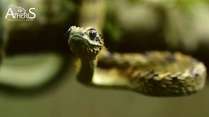 基伍树蝰:像龙一样的蛇