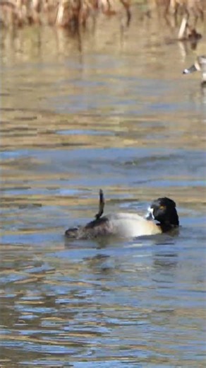 Ring-necked Duck scratches his belly