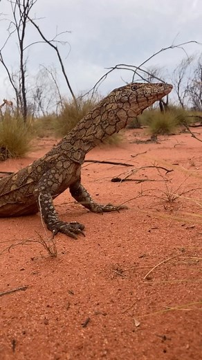 The mighty Perentie (Varanus giganteus) Shay Gap, Western Australia #reels #instareels #reptile #wildlife #fauna #desert #australia #outback #instadaily #lizard #herpetology #herpingtheglobe #nature #instagood #reelsvideo #westernaustralia | Mick Fullerton Wildlife