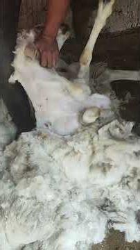 Geige professional sheep shearing #sinleshearing #shear #sheepshearing #sheepfarmer #shearingmachine
