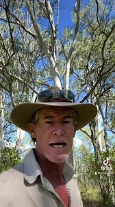 Drop bears are real. Here is proof. #dropbear #askanyaussie #australia | Steve Turnbull