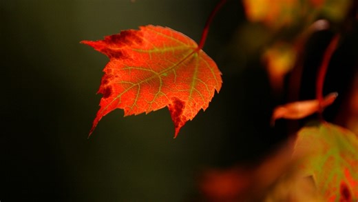 When is the first day of fall? When do clocks change to end daylight saving time? What to know