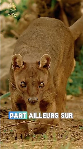 🦁 The Fossa: Madagascar's unknown predator #shorts