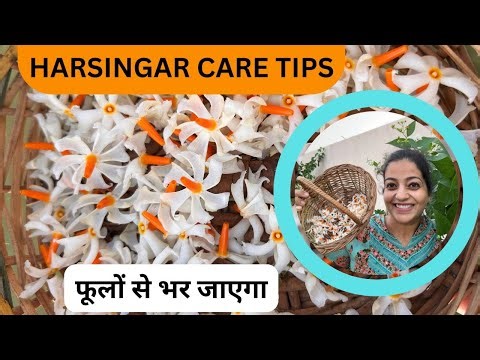🟠HARSHINGAR PHOOLON SE BHAR JAYEGA | Parijat Plant Care Tips | Night Jasmine