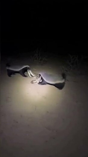 Brutal Team Attack! Honey Badgers Destroy Snake at Night #wildlife #snake
