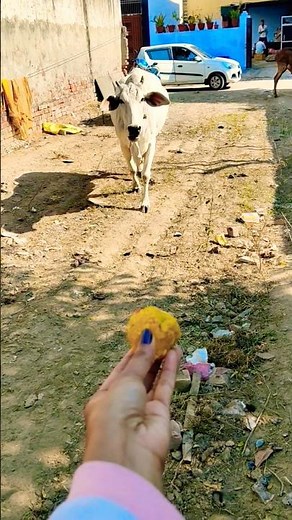 Unlikely friends: a Calf and a Golden Retriever Share Biscuits! 🐶🐮 #shorts #youtubeshorts #calf #dog