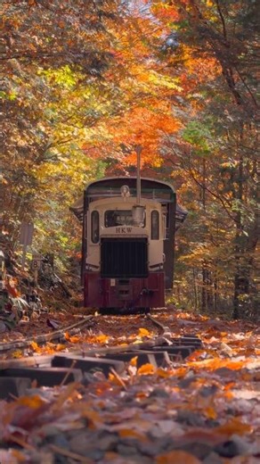 Season Change Autumn Colour #shorts #youtubechannel #foryou