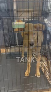 This week, 16 wonderful dogs found their forever homes — and it’s all thanks to YOU. Whether you adopted, fostered, volunteered, donated, or shared a post, you helped change a life. Every happy tail starts with someone like you. Be a part of the magic — help us save more lives. Learn more at HomeForGoodDogs.org. #DogAdoption #DogRescue #RescueDogsRock #AdoptDontShop #FosterDogs #VolunteerForDogs #HomeForGoodDogRescue #NewJerseyDogs #AdoptableDogs #AnimalRescueHeroes | Home for Good Dog Rescue