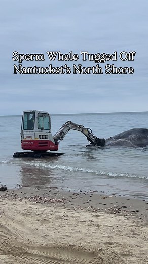 One of Trevor Barrett’s excavators and a Robert B. Our tugboat were used to remove the dead sperm whale from Nantucket’s north shore Friday. Scientists from the International Fund for Animal Welfare examined the whale earlier this morning before the tow. “We were able to do a limited exam on the sperm whale this morning. We examined the wound on the back, which had a lot of associated scar tissue, so had been present for a while. We examined and sampled the organs that were accessible given the 