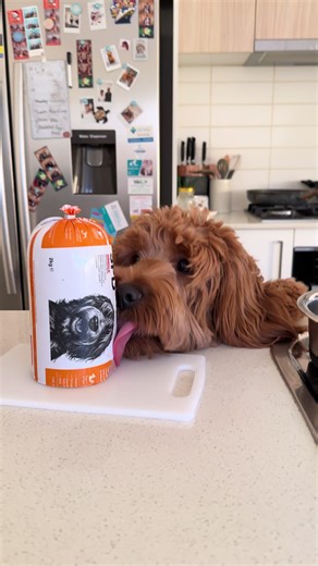 Groodle Puppy Quality Control Taste Test