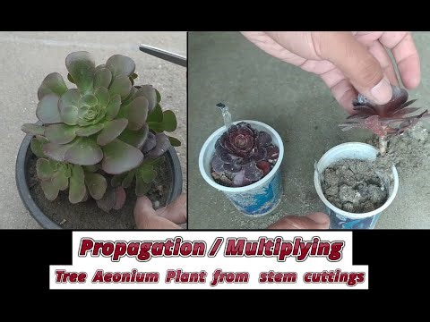 how to grow tree aeonium from stem cuttings | aeonium arboreum propagation from stem cuttings