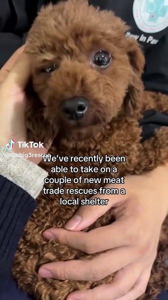 New rescue Maisie is one of the lucky ones 🥹 #rescuedog #dogrescue #cockapoo #toypoodle #fyp