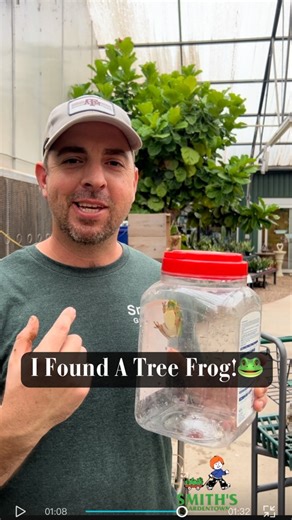 Ugh… You're going home with me! Sometimes we get these jumpy little surprises when the plant shipments come in. Good thing I have a habitat this little guy can go into.🐸 #smithsgardentown #treefrog #newplantshipment #terrarium #workfinds #amphibian #yourecominghomewithme #terrariumtok #terrariumsoftiktok | Smith's Gardentown