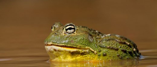 African Bullfrog