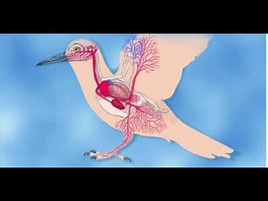 Birds Circulatory