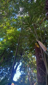 Some thoughts with The Brazilian Flute in the key of G! (No Reverb) #flute #flutemaker #bamboo #naturevibes | Erik The Flutemaker