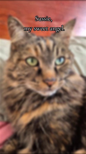 I love cats. Both big and small.#SAMA28 #creatorsearchinsight #viral #tiktok #fyp