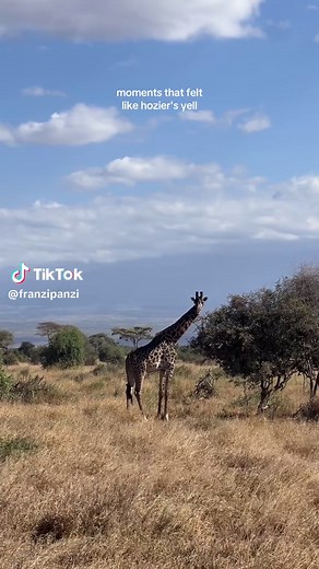 Safari Experience in Kenya: Memorable Highlights