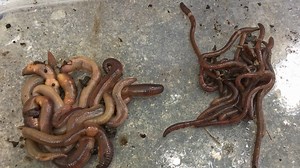 Jumping worms are invading Wisconsin. Scientists have discovered a way to slow them down.