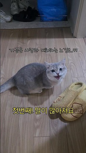 고양이랑 찐친이 되면? #먼치킨고양이 #cat