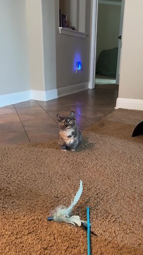 Mittens loves to chat