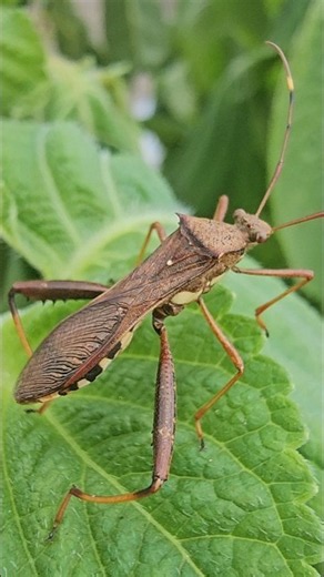 I found an insect with legs that look like a saw #insects #bug #nature