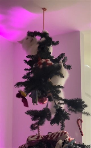 The cat Christmas tree was a hit… but it didn’t stop him from coming in like a wrecking ball our tree 😂🎄 #cat #christmastree #catsoffacebook #catlife #catlover #funnyvideo #christmas | A Cat Called Donut