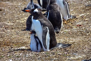 Google fördert Rust-Entwicklung im Linux-Kernel für mehr Speichersicherheit