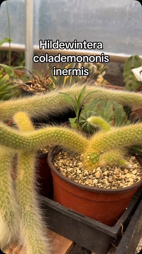 😍😍😍 #succulent #cactus #succulents #droughttolerant #desertplants #droughttolerantlandscape #planetdesert #greenhouse #homegarden #mexico #garden #plantlife #greenthumb #cacti #desert #droughttolerantplants | Planet Desert