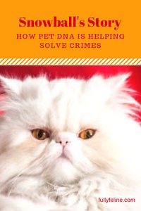 Cat DNA That Helped Catch A Killer