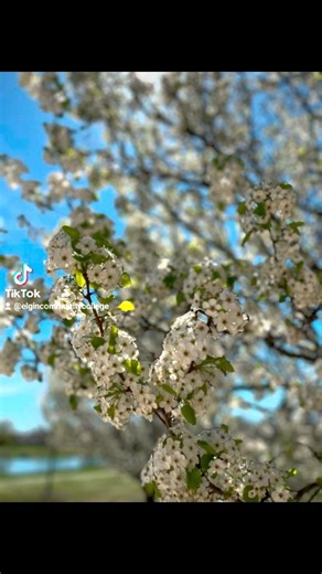 12 reactions | Spring has arrived at ECC | Elgin Community College | Facebook