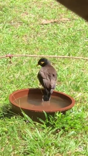Cute Myna Bird Bath Time 🐦💦 #shorts
