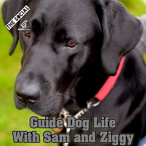 85K views · 181 reactions | Ziggy the guide dog has a few special things he wears while he's on the job. | BBC The Social | Facebook