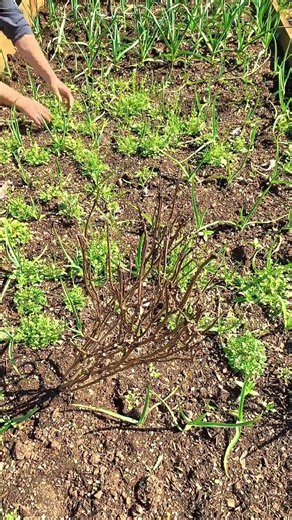 Satisfying Garlic Bed Weeding | Quick Garden Cleanup