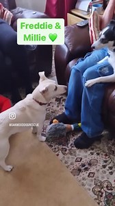 Taking a chance on a rescue dog changes their whole life! 💚 So many dogs come into our care with broken trust and terrified of the world as they have learnt nothing but fear, our team work around the clock to help show them kindness but what they truly need are dedicated, patient and loving homes. These are just some of our dogs (look out for some familiar faces!) that have been lucky enough to find extraordinary homes that love them unconditionally despite their past and they know what it feel