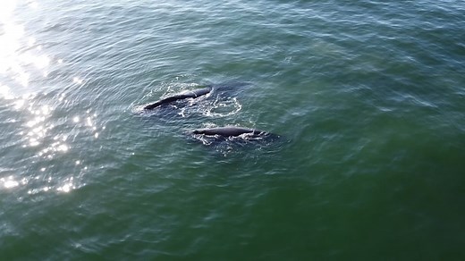 9.5K views · 250 reactions | WHOA! Two North Atlantic right whales were seen swimming about 100 yards offshore near 3400 South Ocean Blvd in North Myrtle Beach. The drone footage was captured by an officer with the North Myrtle Beach's Department of Public Safety. | WPDE ABC15 | Facebook