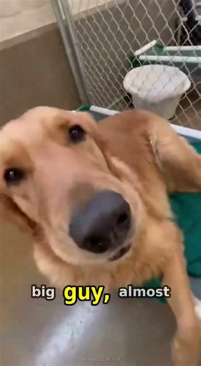 Rescue Cam: Shelter Dogs Awaiting Hope