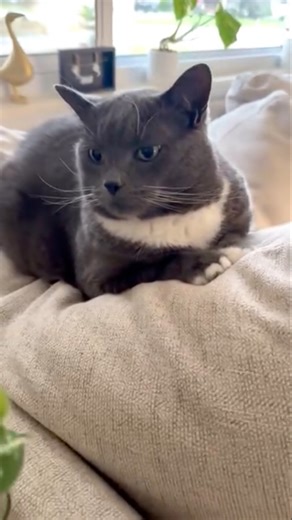 Good Morning Bugs ❤️🍃🐈‍⬛🐾 #bugs #viralreelschallenge #viralvideochallenge #SharePost #fb #treats #reel #love #funny #fun #home #kitty #cat | Elaine Henson